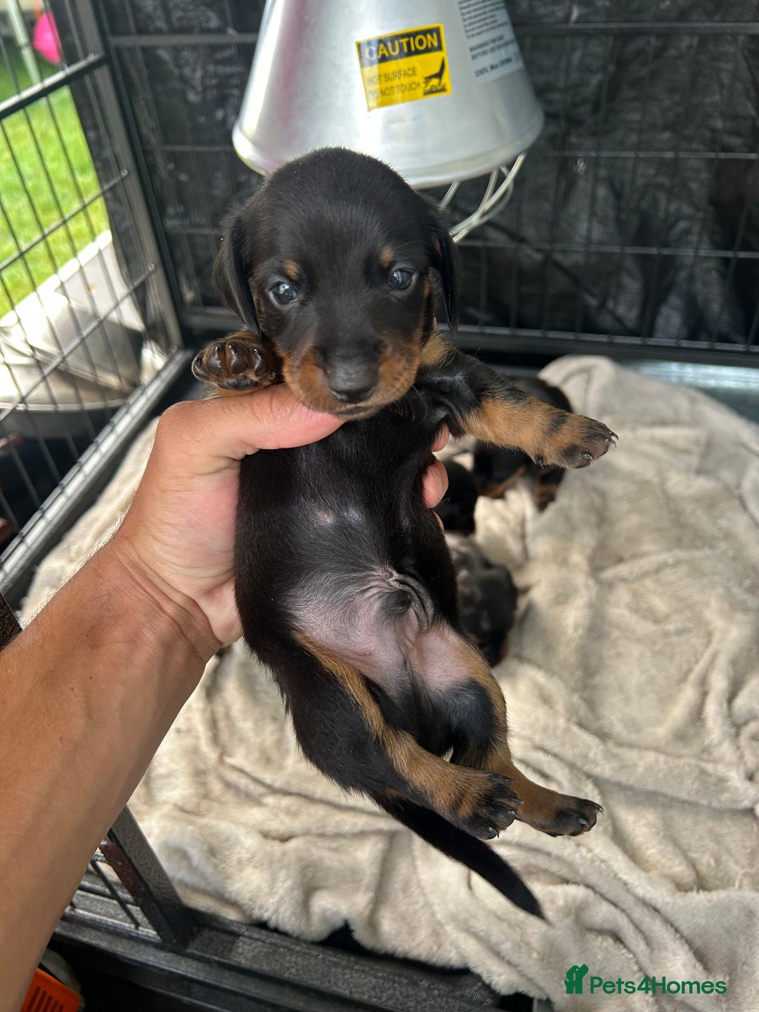 Miniature Dachshund dogs for sale: Miniature Dachund  - Image 9