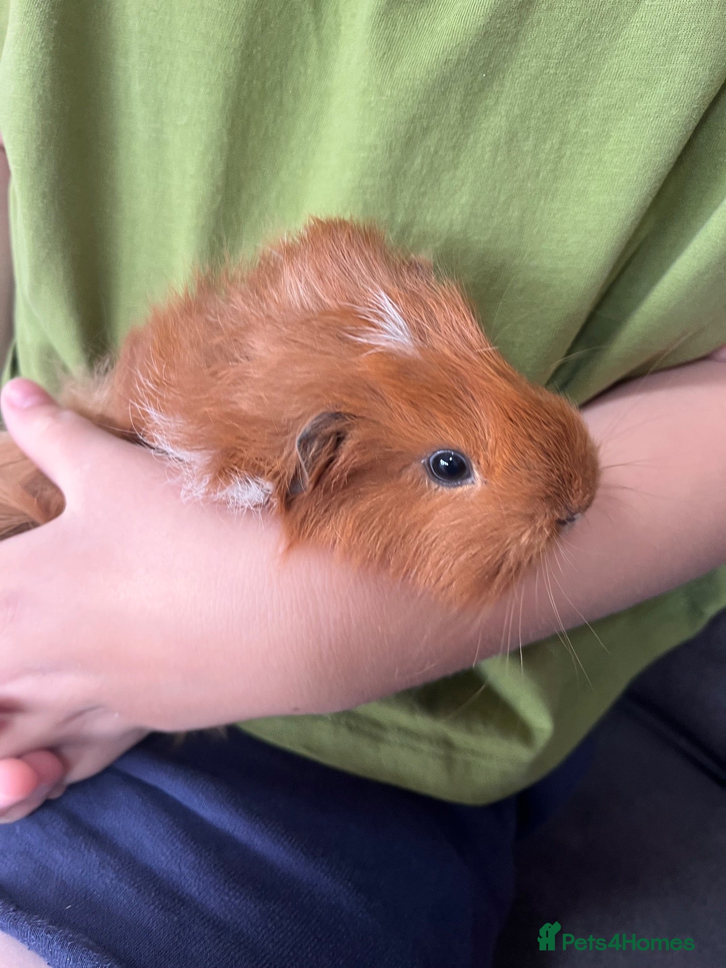 Guinea Pig rodents Male guinea pig - Advert 1