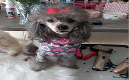 Toy Poodle dogs for stud: *STUD AVAILABLE*FULL PEDIGREE SILVER TOY POODLE in Colwyn Bay - Image 2