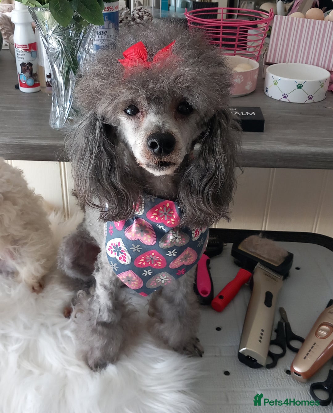 Toy Poodle dogs for stud: *STUD AVAILABLE*FULL PEDIGREE SILVER TOY POODLE in Colwyn Bay - Image 2