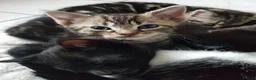 Mixed Breed cats for sale: Kittens ready now,  - Advert 6