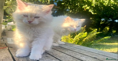Siberian cats - Advert 10