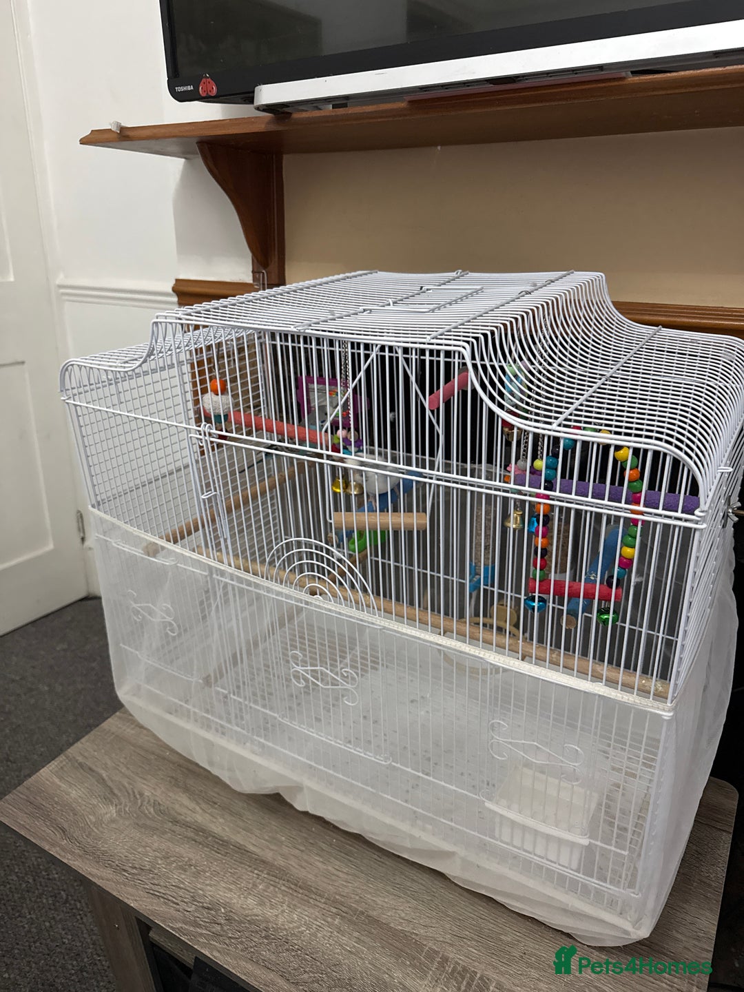 Budgerigars birds for sale: 2 budgies with cage - Image 3
