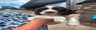 Cocker Spaniel 1