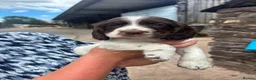 Cocker Spaniel dogs for sale: Outstanding Working Cocker Spaniel pups for sale in Stoke-on-Trent - Advert 4