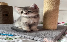 British Shorthair cats for sale: 5 Adorable British Shorthair Kittens - Image 10