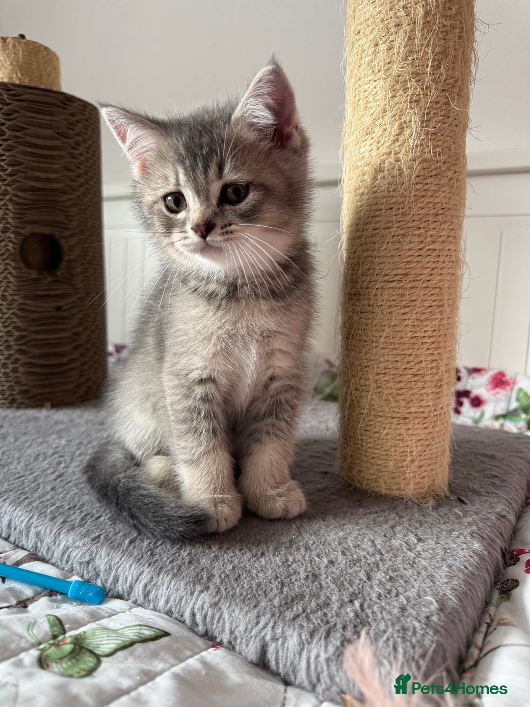 British Shorthair cats for sale: 5 Adorable British Shorthair Kittens - Image 10