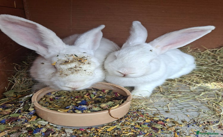 New Zealand rabbits - Advert 4
