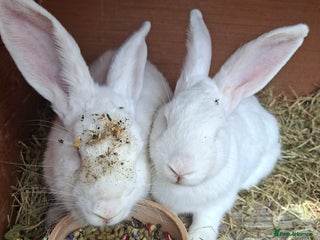 New Zealand rabbits - Advert 4