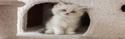 Ragdoll cats for sale: Seal Lynx Bicolour Ragdoll female ready now 💕 - Advert 24