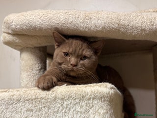 British Shorthair cats Chunky British Shorthair Kittens Ready to go - Advert 1