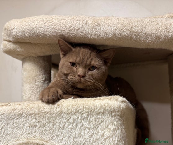 British Shorthair cats Chunky British Shorthair Kittens Ready to go - Advert 4