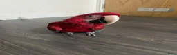 Macaws birds for sale: Hand tame green wing macaw  - Advert 5