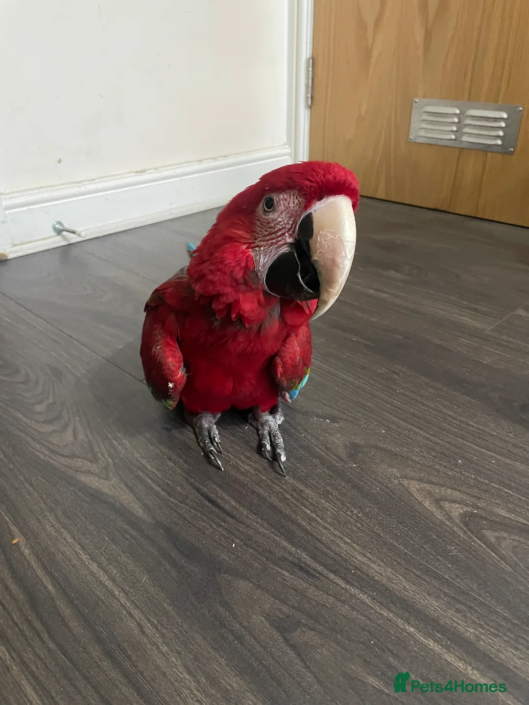 Macaws birds for sale: Hand tame green wing macaw  - Advert 5