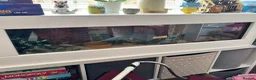 Corn Snake reptiles for sale: Corn snake and vivarium  in Beverley - Advert 2