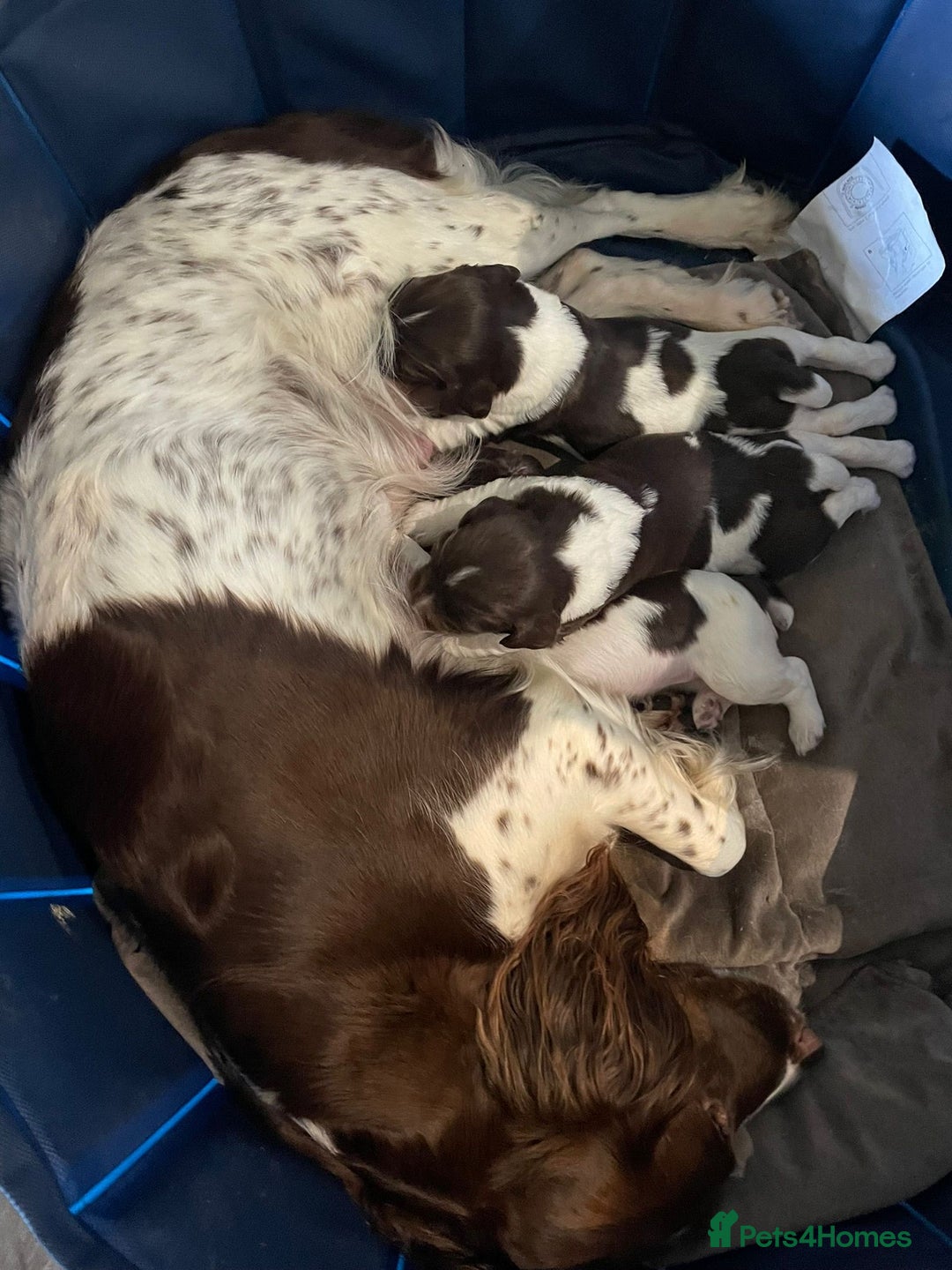 English Springer Spaniel dogs for sale: Beautiful springer spaniel girls  - Advert 7