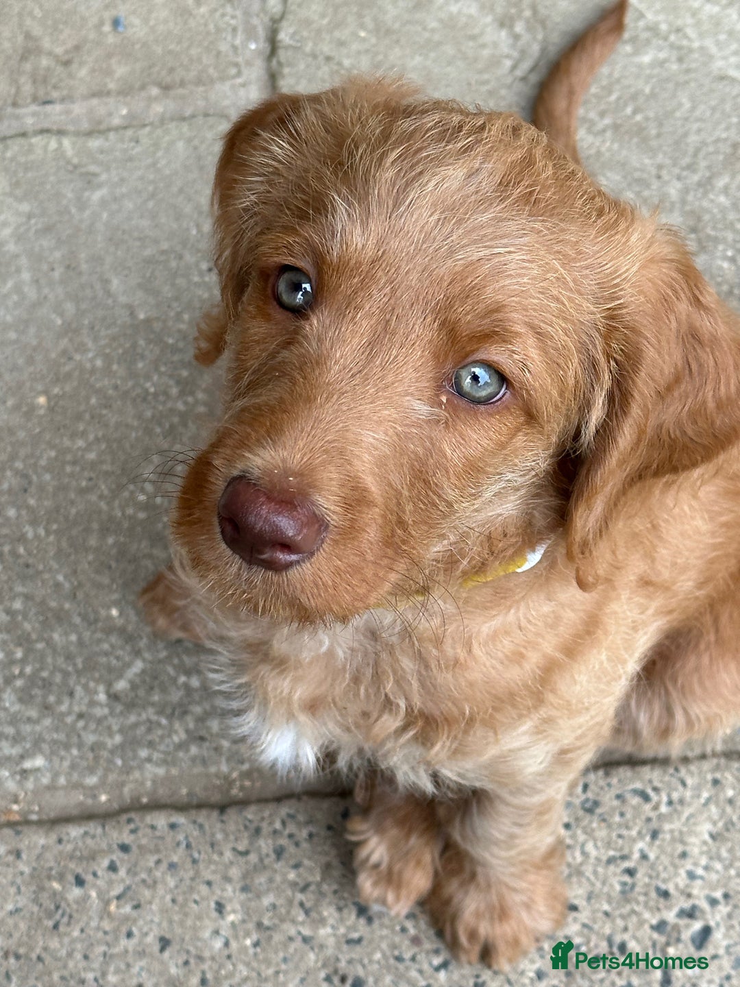 Labradoodle dogs for sale: Rudi Red  - Image 5