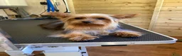 Yorkshire Terrier dogs for sale: KC Registered Yorkshire Terrier Puppies  - Advert 4