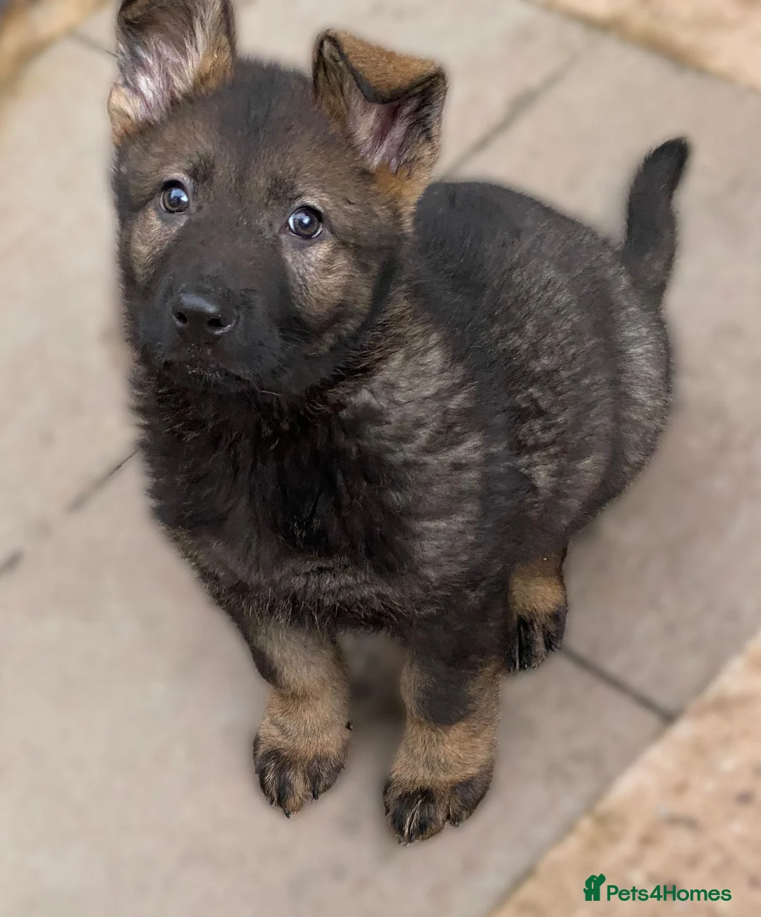 German Shepherd dogs for sale: Rare DDR German shepherds ‼️ - Advert 6