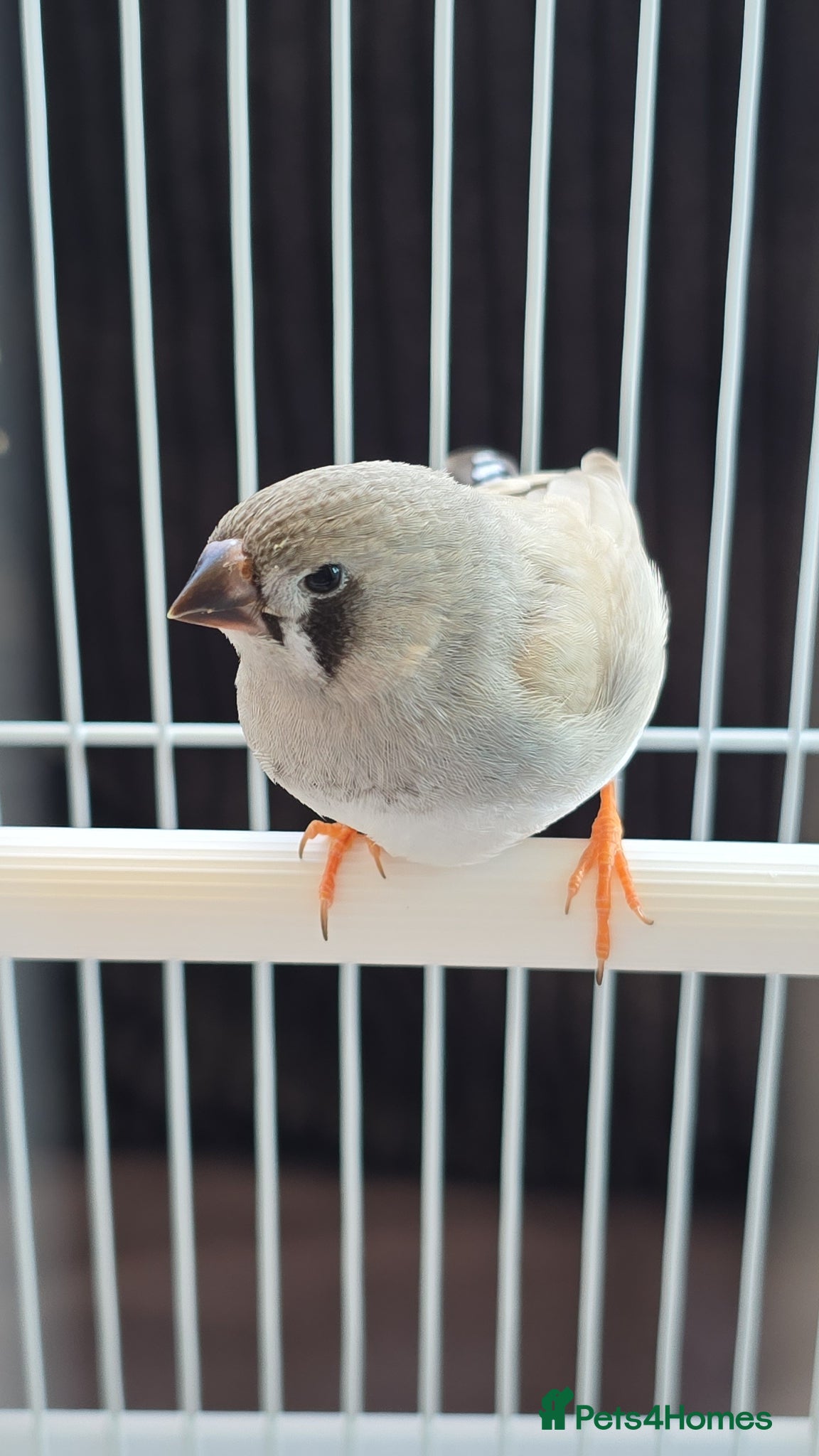 Canaries birds Zebra finch  - Advert 3