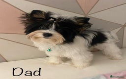 Yorkshire Terrier dogs for sale: Beautiful very small xxxs Biewer Yorkshire Terrier - Image 29