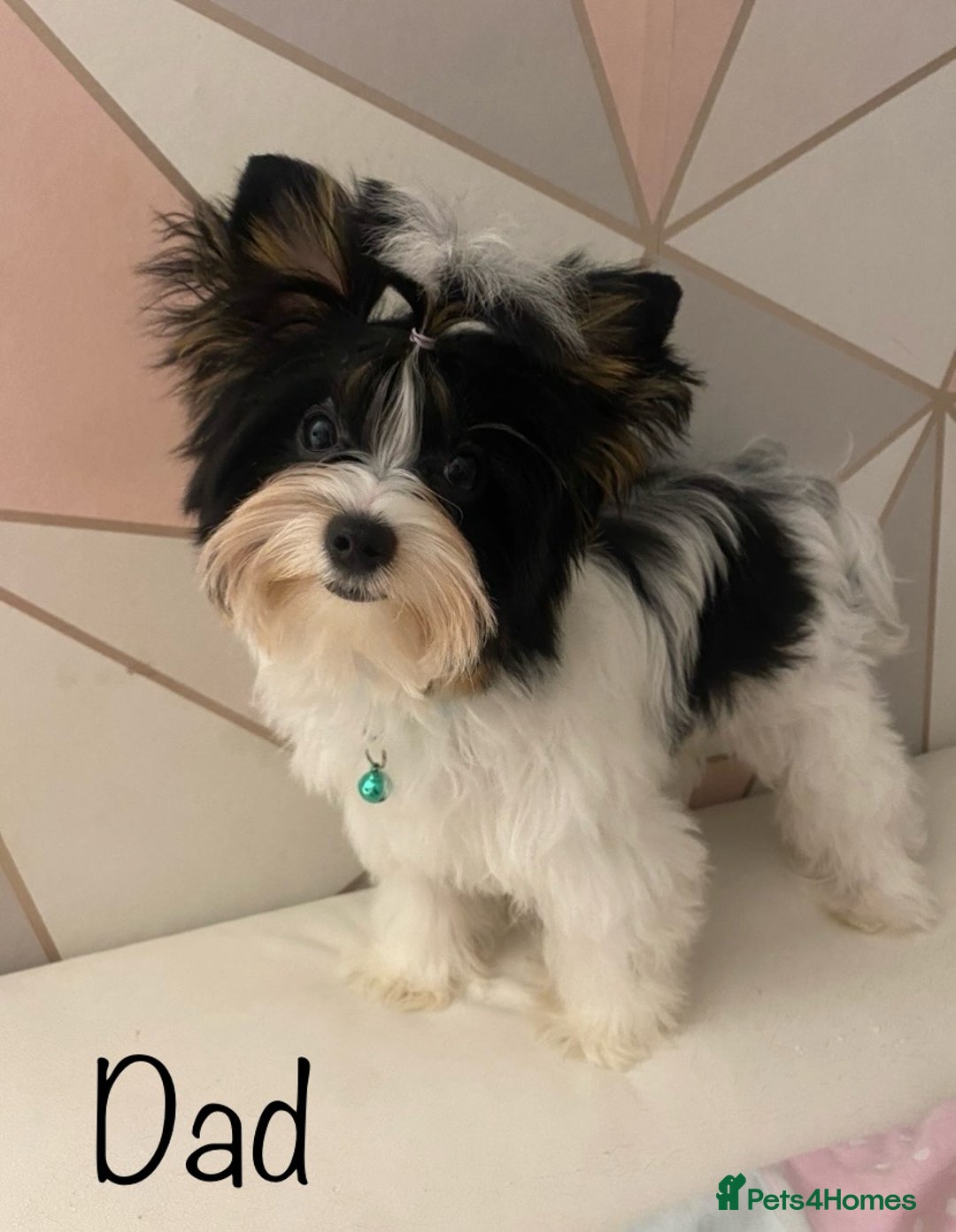 Yorkshire Terrier dogs for sale: Beautiful very small xxxs Biewer Yorkshire Terrier - Image 29