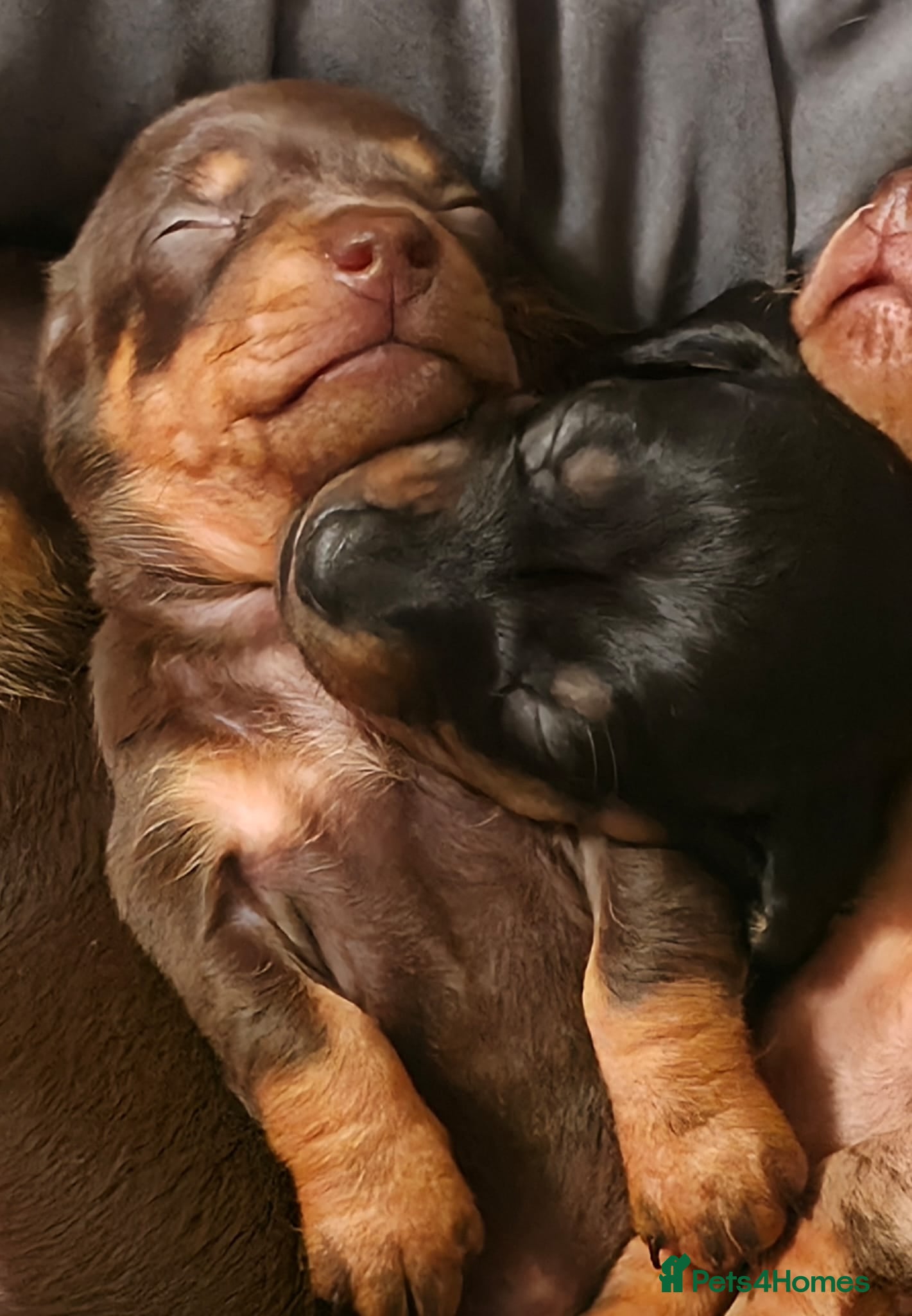 Miniature Dachshund dogs Beautiful litter of smooth mini dachshunds - Advert 5