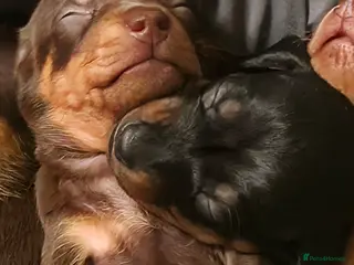 Miniature Dachshund dogs Beautiful litter of smooth mini dachshunds - Advert 5