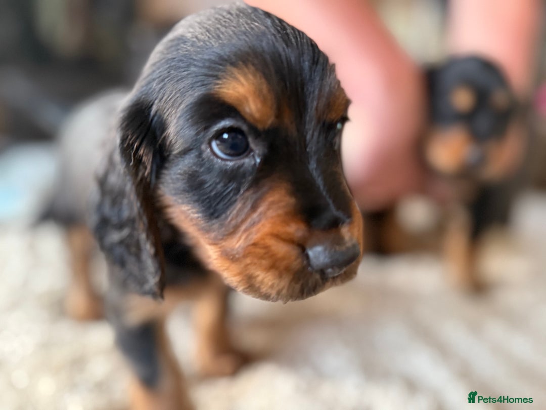 Cocker Spaniel dogs for sale: Working cocker spaniels  - Image 6