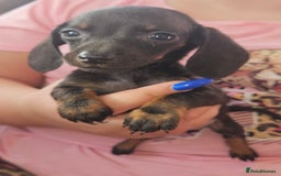 Miniature Dachshund dogs for sale: Miniature dachshund puppies  - Image 9