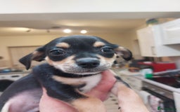 Mixed Breed dogs for sale: Ready to collect  - Advert 20