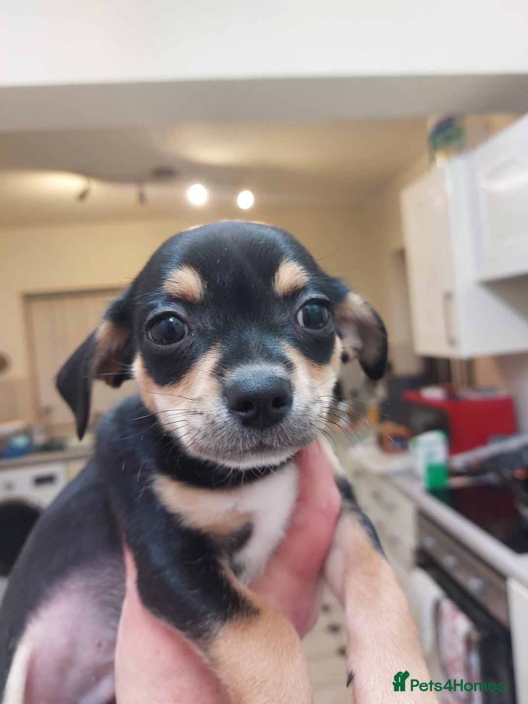 Mixed Breed dogs for sale: Ready to collect  - Advert 20