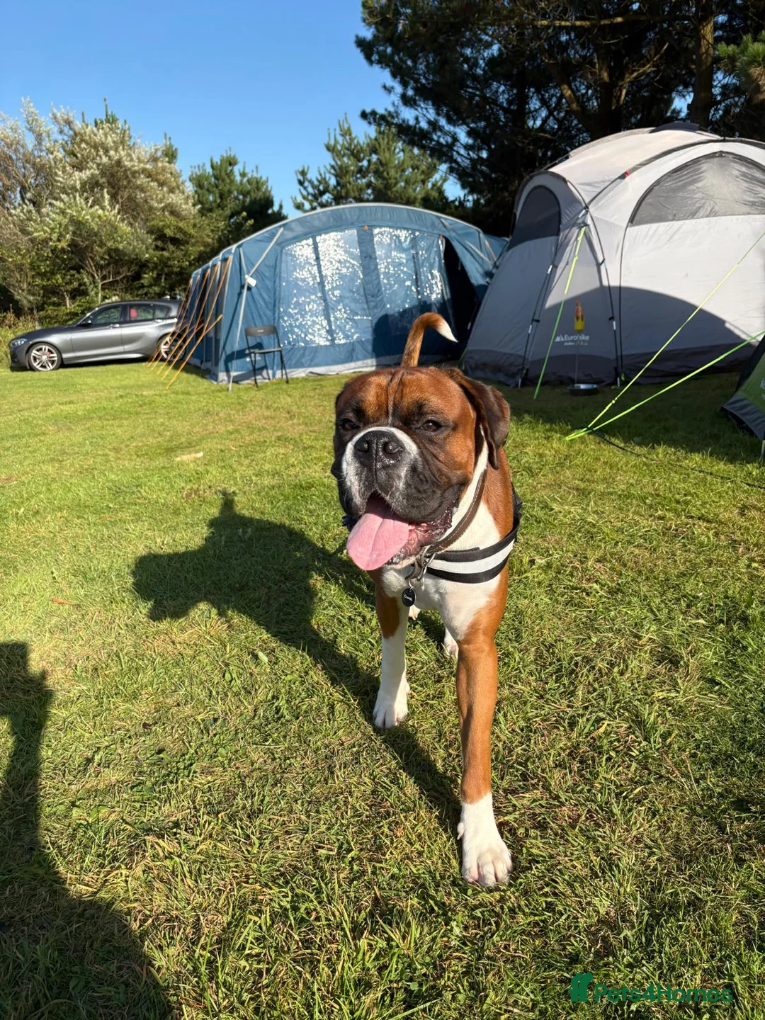 Boxer dogs for stud: Full pedigree boxer dog for stud  - Advert 1