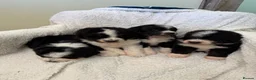 Bernedoodle dogs for sale: Bernadoodle pups homebred  - Advert 15