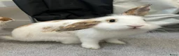 Lionhead rabbits for sale: rabbits for sale in London - Advert 2