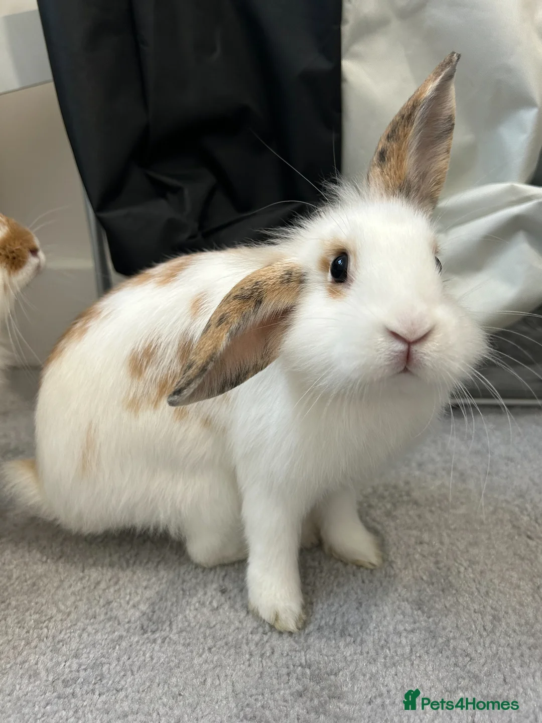 Lionhead rabbits for sale: rabbits for sale in London - Advert 2
