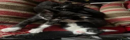Mixed Breed cats for sale: 5 boys and 1 girl looking for forever homes in Manchester - Advert 7