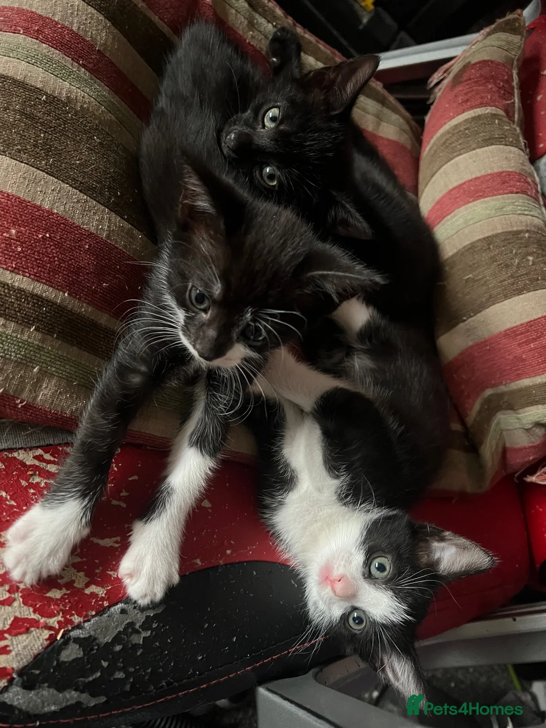 Mixed Breed cats for sale: 5 boys and 1 girl looking for forever homes in Manchester - Advert 7