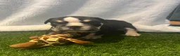 English Bulldog dogs for sale: BEAUTIFUL ENGLISH BULLDOGS  - Advert 15