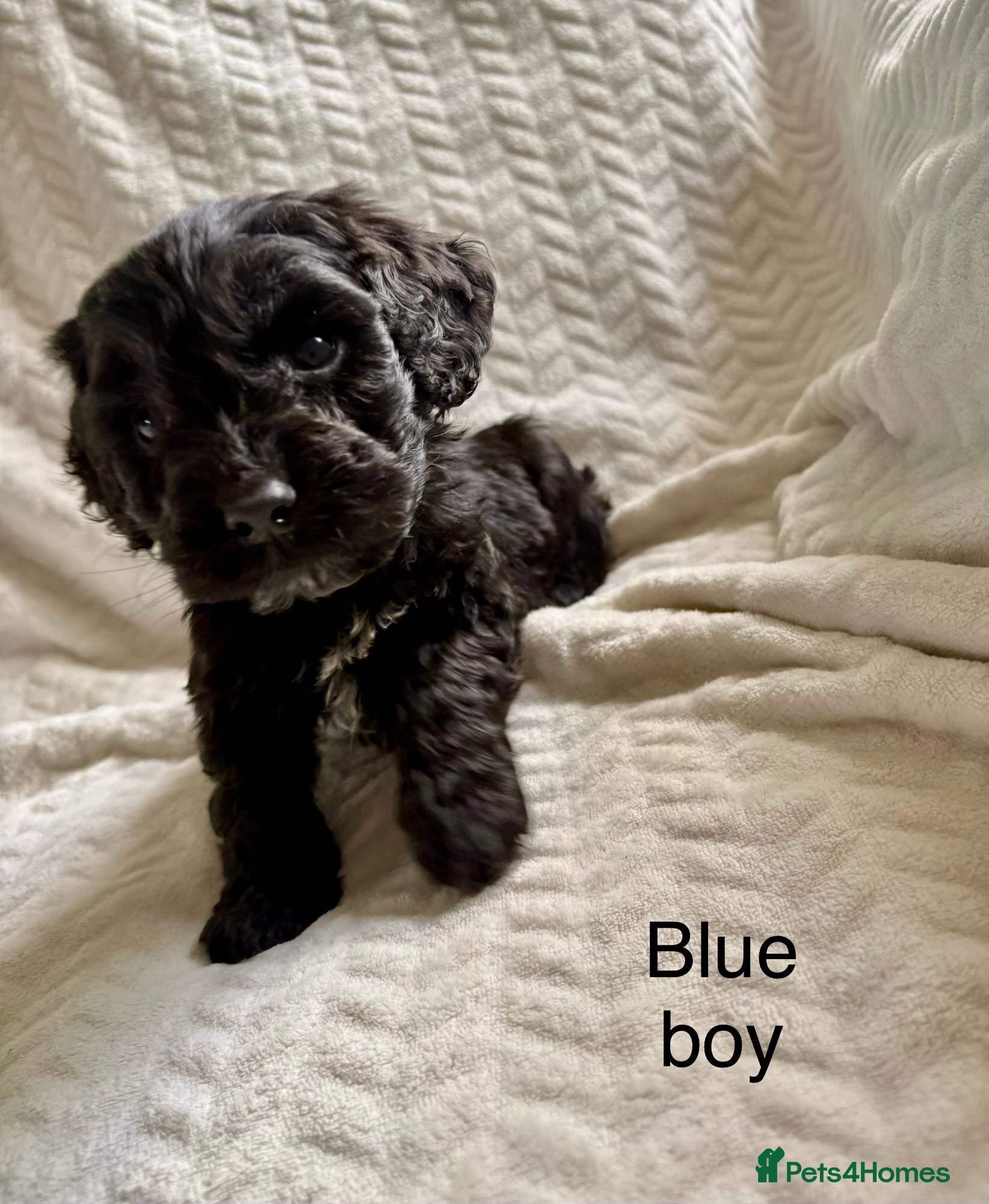 Cockapoo dogs Cockapoo’s F1B ready Tuesday - Advert 9