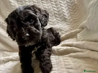 Cockapoo dogs Cockapoo’s F1B ready Tuesday - Advert 12