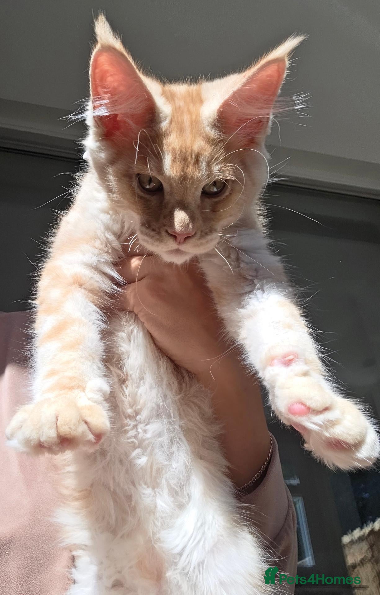 Maine Coon cats TICA Registered Maine Coon Kittens🐾 - Advert 2