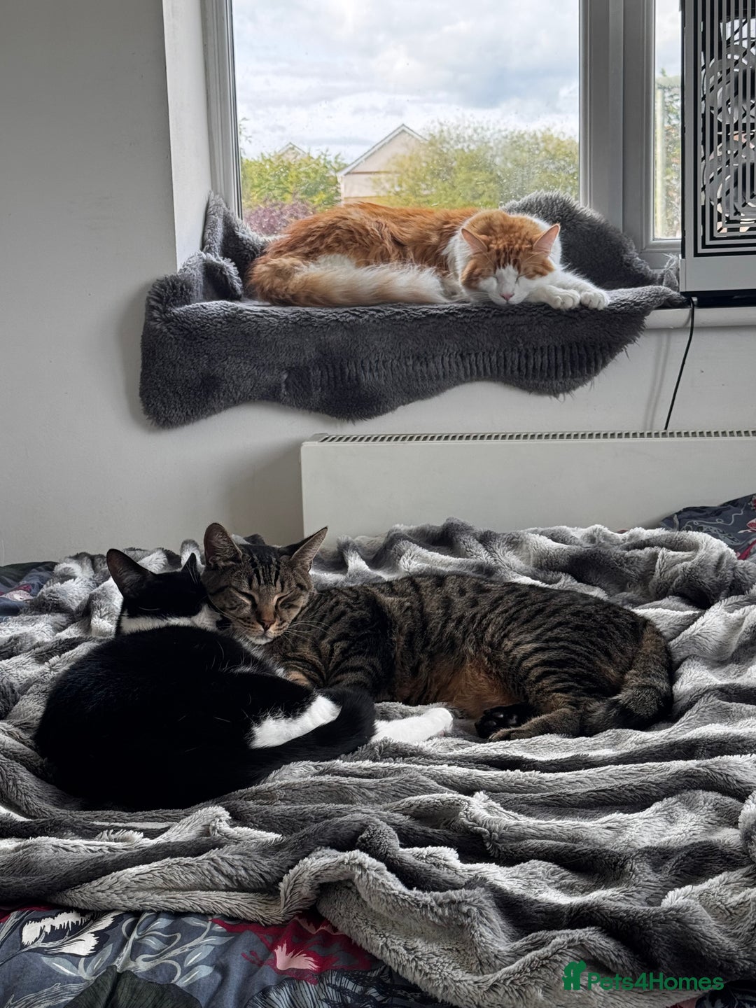 Mixed Breed cats for sale: Amazing Cats - Advert 11