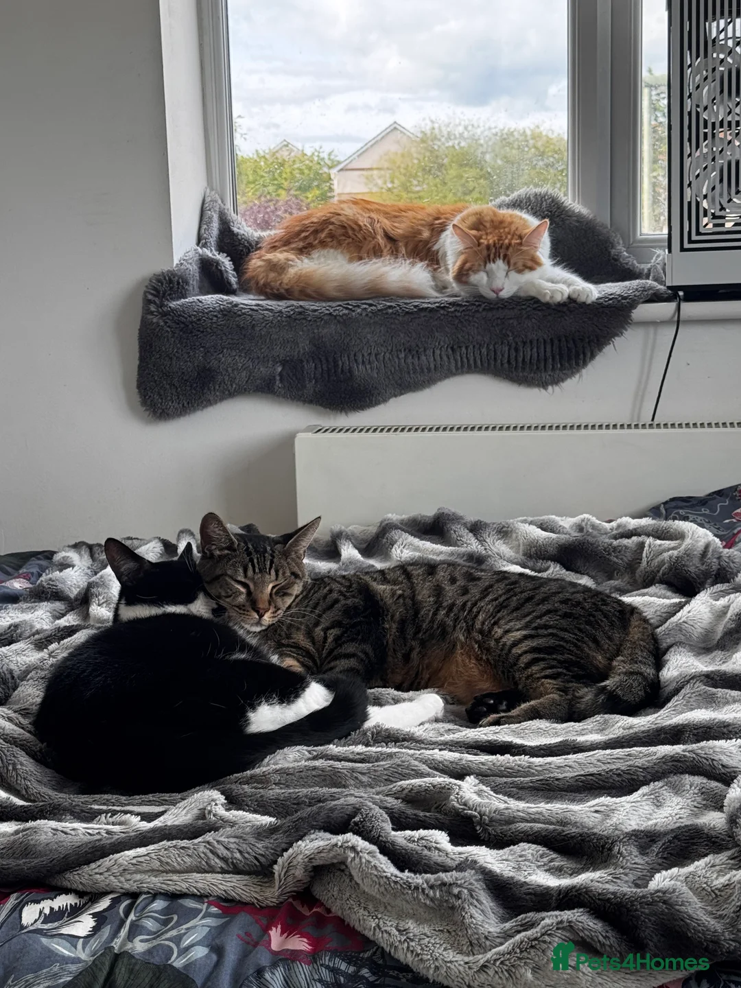 Mixed Breed cats for sale: Amazing Cats - Advert 11