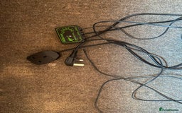 Bearded Dragon reptiles for sale: Bearded dragon for sale  - Advert 7