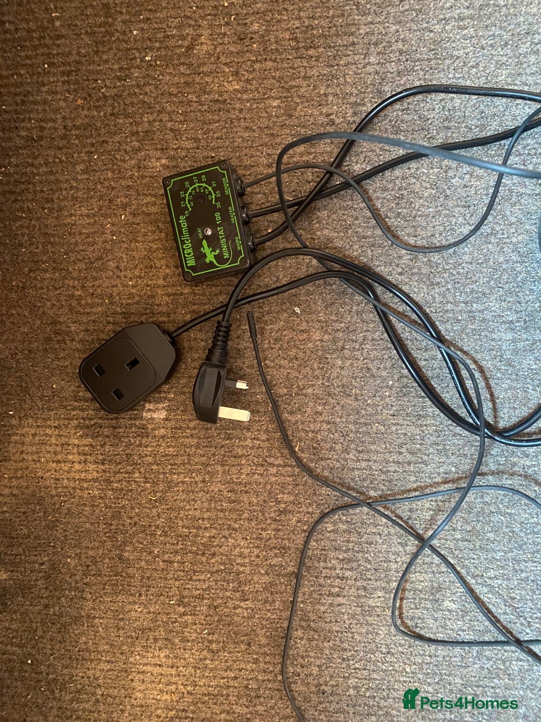 Bearded Dragon reptiles for sale: Bearded dragon for sale  - Advert 7