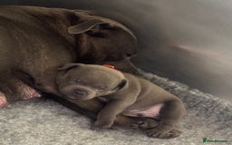 Staffordshire Bull Terrier dogs for sale: Paws Above The Rest  - Image 2