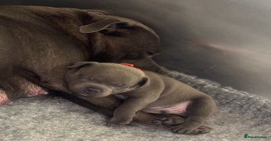 Staffordshire Bull Terrier dogs - Advert 9