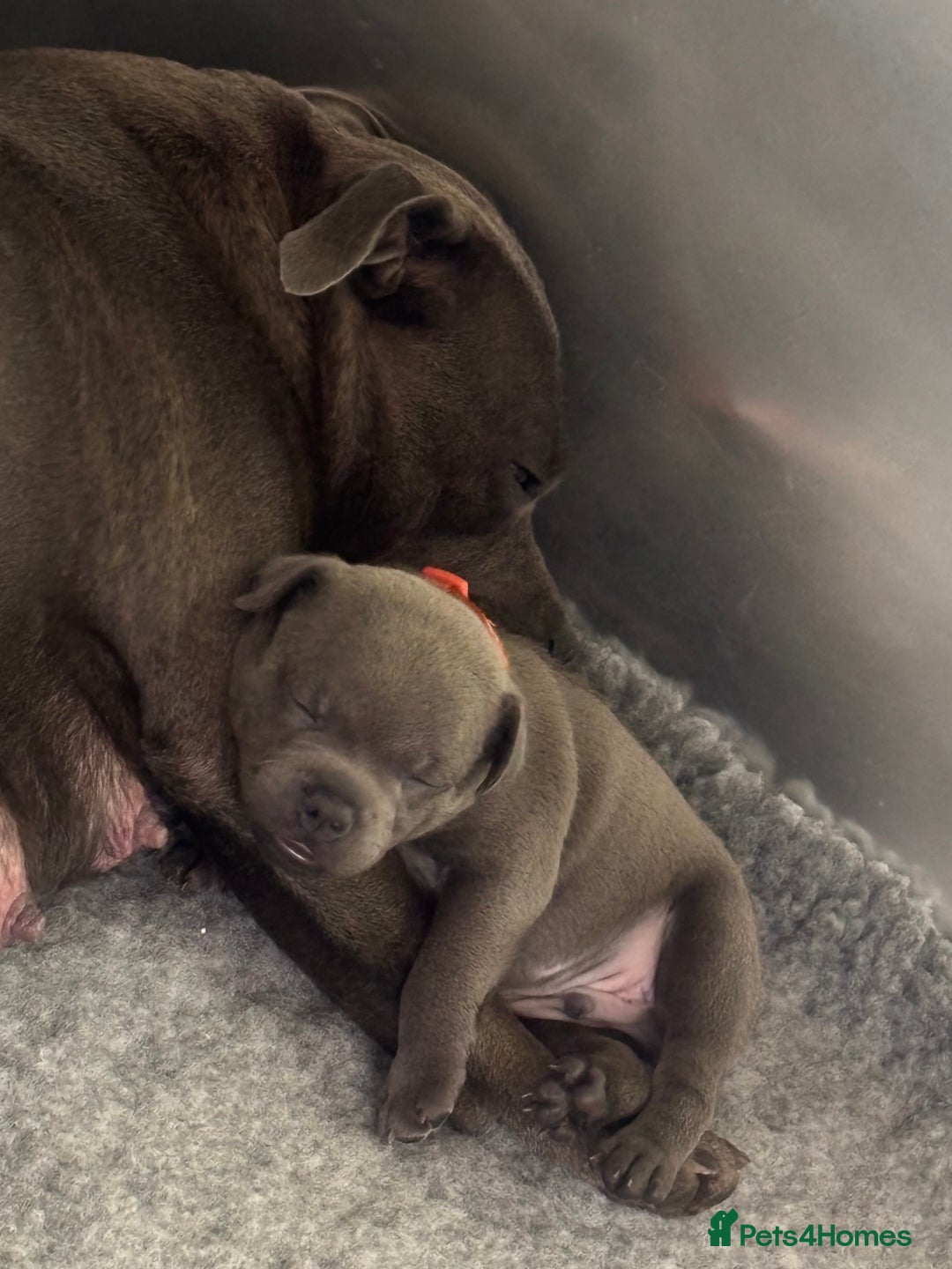 Staffordshire Bull Terrier dogs for sale: Paws Above The Rest  - Image 2