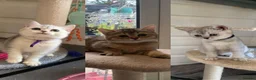 British Shorthair cats for sale: BSH Kittens 11 weeks old 3 lovely young ladies   - Advert 14